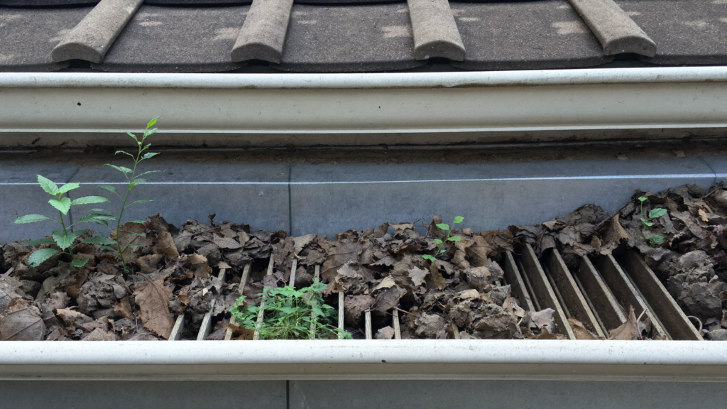 Blocked residential gutter in Perth filled with wet leaves and small plants